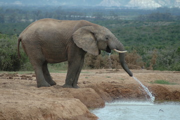 Fototapeta premium Elephant at a waterhole in South Africa