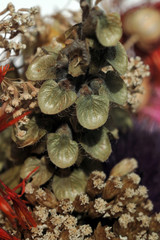 Dried plant in a decorative bouquet. Shallow depth of field
