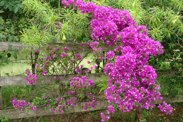 Flores sobre a porteira