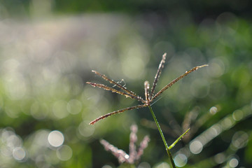 Close-up of the grass in the morning. The backdrop of the bale has natural 