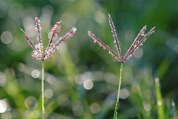Close-up of the grass in the morning. The backdrop of the bale has natural 