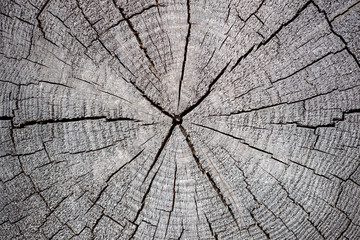 Hochauflösende Holz Texturen Hintergrund