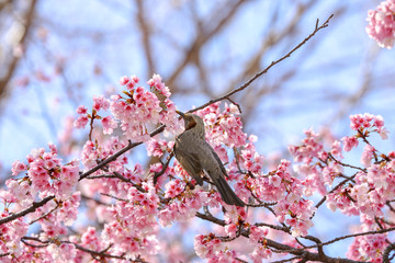 青空を仰ぐヒヨドリと桜の木
