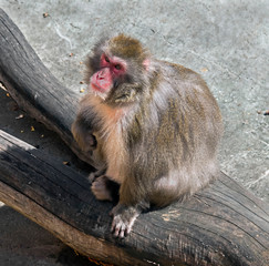 Japanese macaque. Latin name - Macaca fuscata	