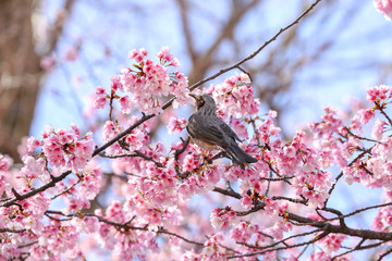 桜の花を突くヒヨドリ