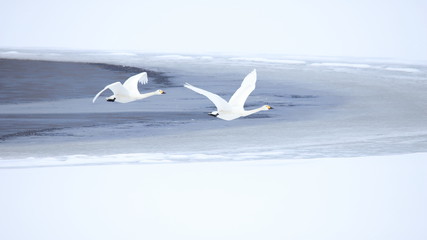 ハクチョウ（16：9）　Swans	
