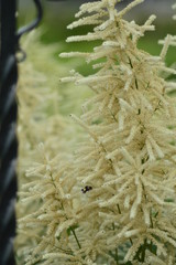 flowers in the garden