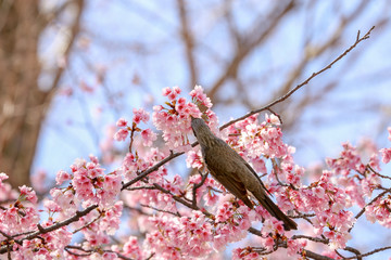 桜の花に首を伸ばすヒヨドリ
