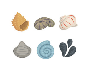 Sea shell vector icons in cartoon style. Set of clam mollusc. Ocean cockleshell.