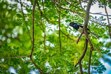 black bird with white line on its wing hangs on to a tree branch, green background.