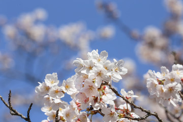 白い桜の花と快晴の青空 #1