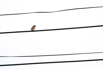 one brown bird hangs on to electric cable alone.