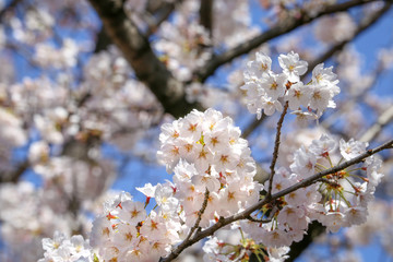 満開の白い桜