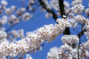 横一直線に並んで咲いた桜