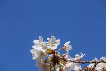 太陽に向かって輝く桜