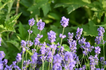 flowers in the garden