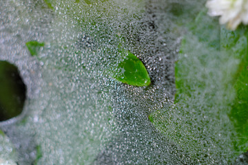 Close-up spider webs from nature with drops of water attached to the spider.