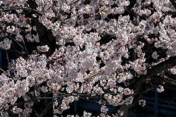 漆黒の中に浮かび上がる桜