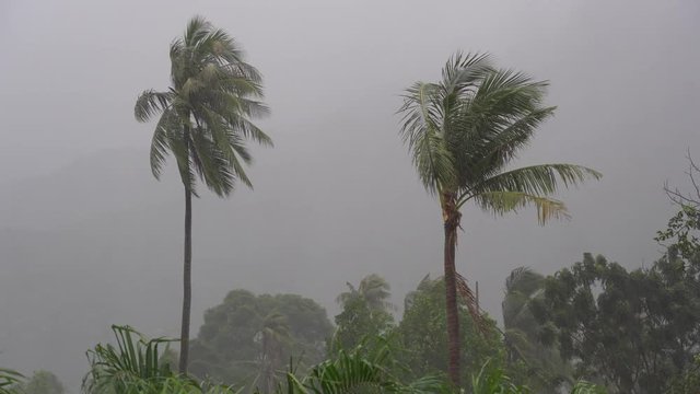 Tropical rain drops falling on green leaves, Thailand. Strong extreme cyclone wind sways palm trees. Flooding rain season, heavy storm weather. Typhoon near ocean. Natural disaster, eyewall hurricane