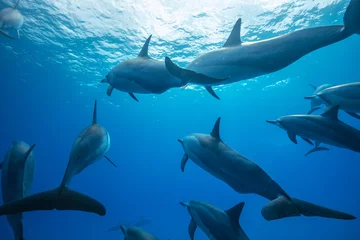 Keuken spatwand met foto Pod of spinner dophins on blue water background underwater shot © willyam