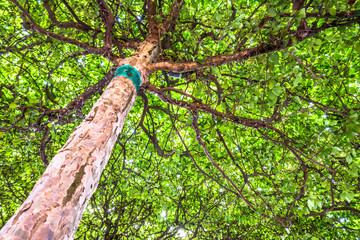 Fototapeta premium tree at a forest