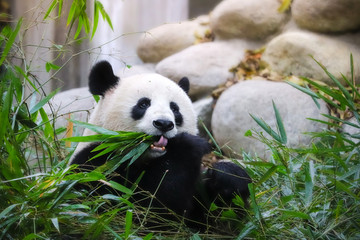 Obraz na płótnie Canvas cute eatting giant panda in Chengdu Sichuan, China