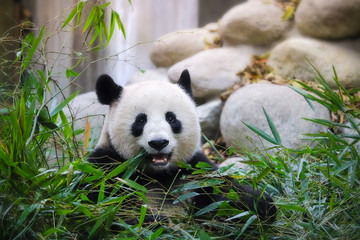 Plakat cute eatting giant panda in Chengdu Sichuan, China