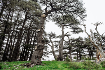 The cedar forest in Lebanon in the fog.