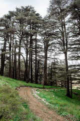Obraz premium The cedar forest in Lebanon in the fog.