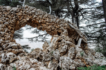 Cedar forest in Bsharri, Lebanon.