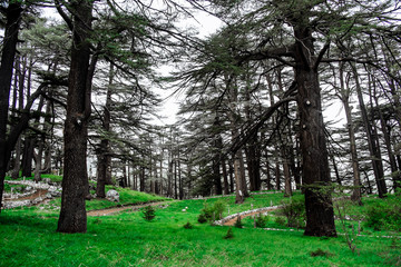 The cedar forest in Lebanon in the fog.