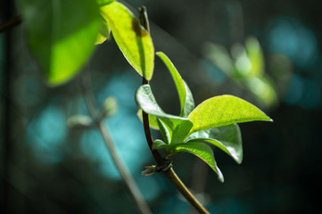 Green  Leaf in Winter