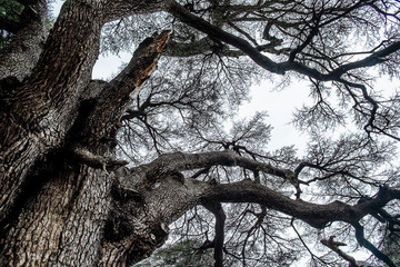 Under big trees eyes view