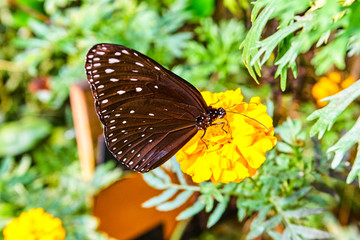 Obraz na płótnie Canvas Beautiful butterflies closeup