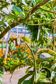 Stick insect on a tree