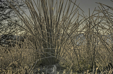 Low angle view of a clump of tall grass, covered with al layer of frost, against backlight, on a sunny day in winter