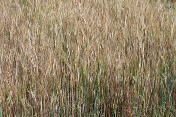 Boulogne sur Mer, Hauts de France