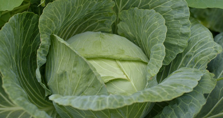 Green cabbage in the farm