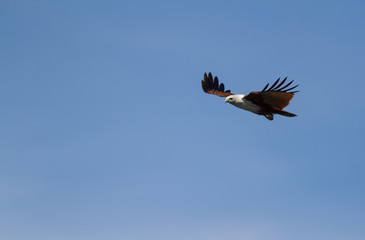 Brahminy Kite Haliastur indus