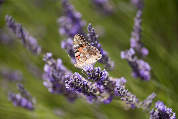 Mariposa descansando sobre las ramas de unos campos de lavanda