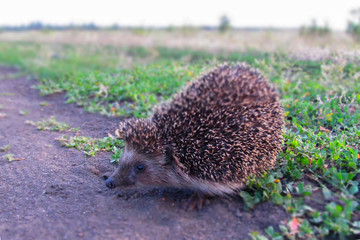 Funny big hedgehog sitting arched his back on green grass