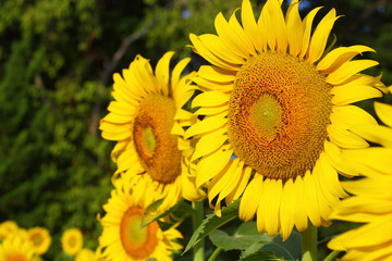 Obraz premium beautiful sunflower blossom blooming in nature