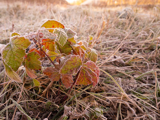 Bush with yellow-red leaves in a frosty autumn morning.