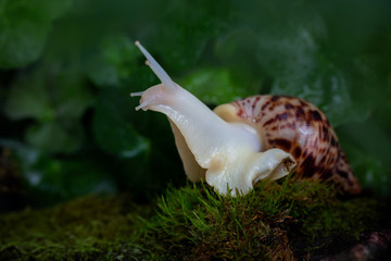 A large brown snail - ahaatin (ahatina - giant African snail, Achatina fulica, Lissachatina fulica) creeps on the of the moss close-up © Nizoli