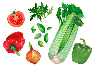 Hand drawn watercolor set of fresh vegetables 