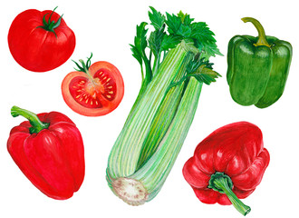 Fototapeta na wymiar Hand drawn watercolor set of fresh vegetables 