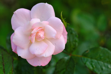  pink rose at flower garden.