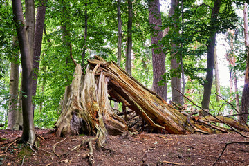 Broken tree between healthy trees in the forest. The dangerous part of the forest.