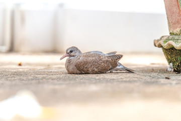 close up baby dove on the stone ground is still sitting in the tree shade.