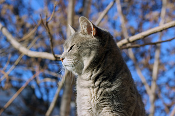 Cat grey gray large stray wall city street